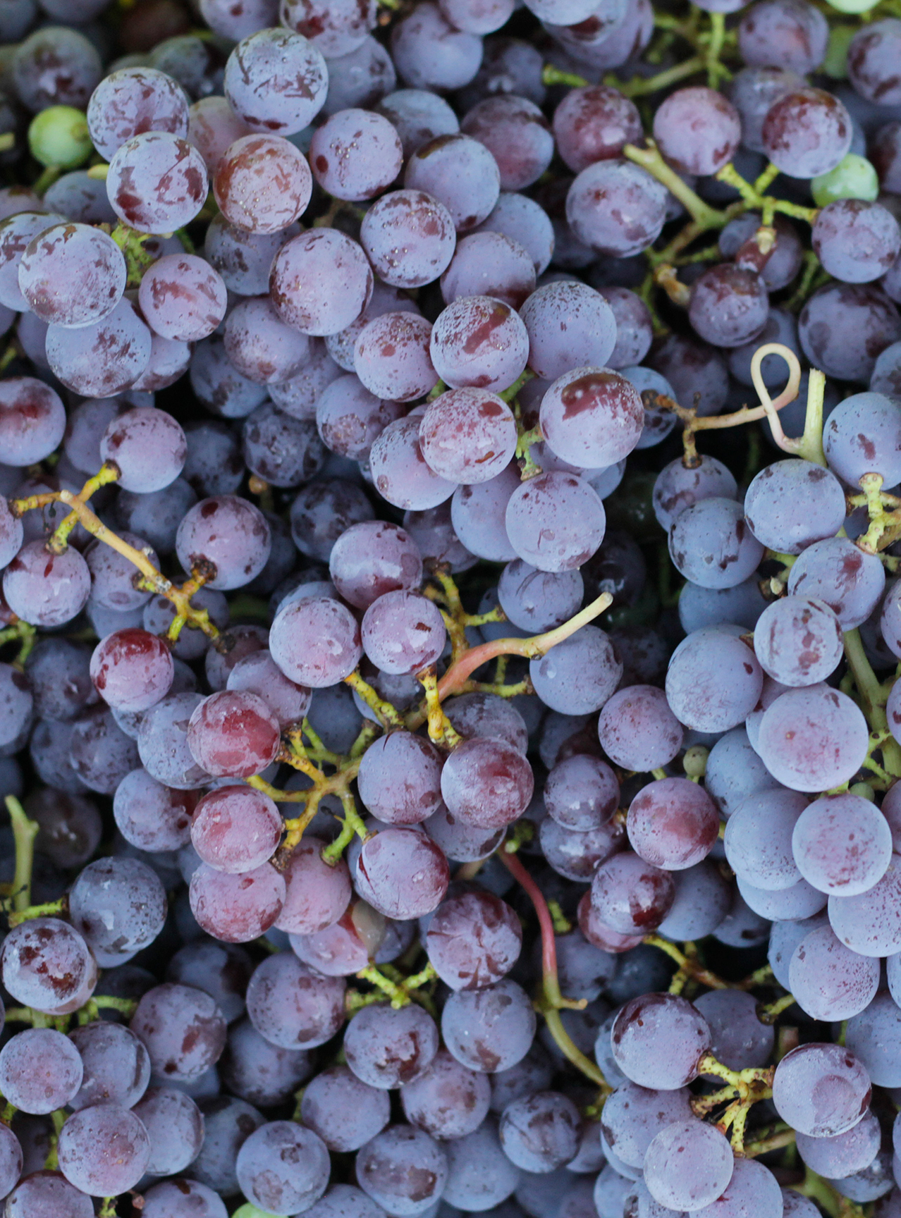 California red wine grapes from steve borra
