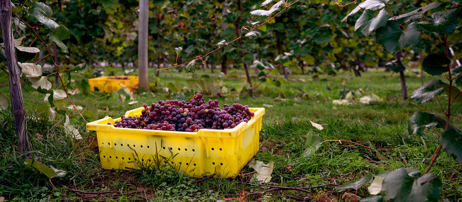 Baskets of our hand-harvested Catawba grapes bask in the sun after being plucked from the vines.