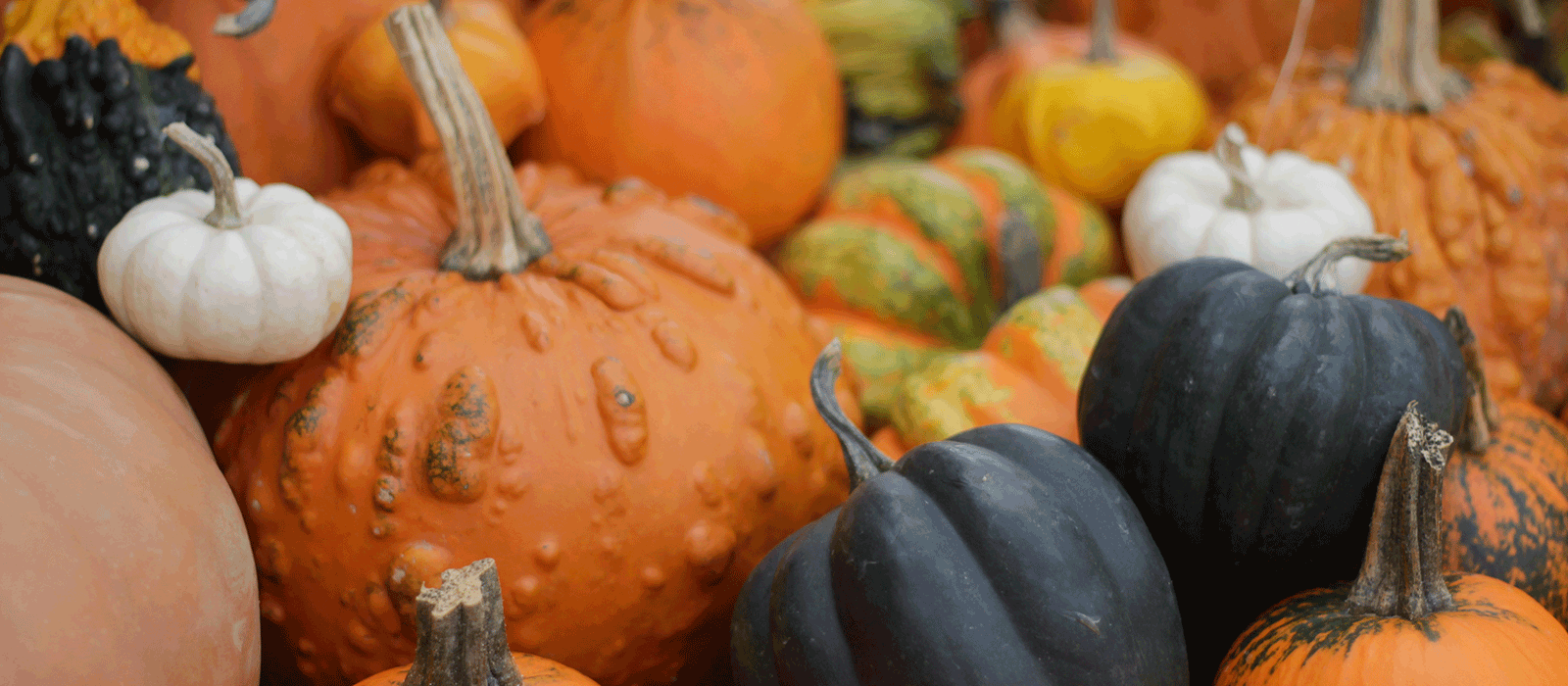 Pumpkins of all shapes and sizes lines the sidewalk in front of the Oliver Winery Tasting Room.