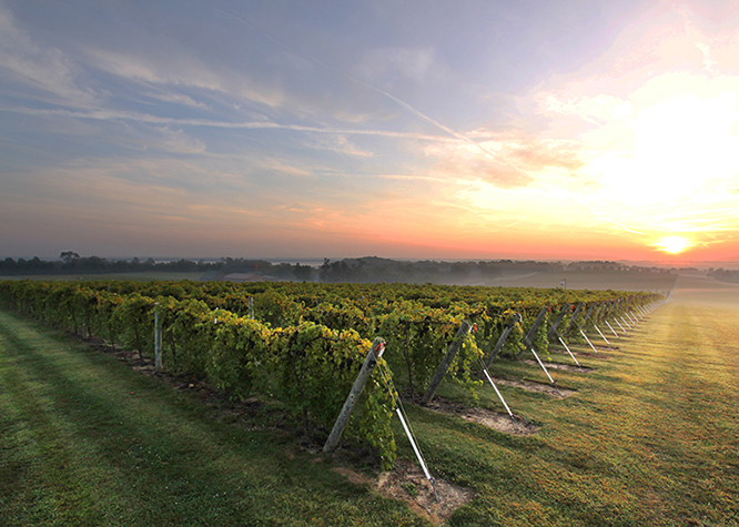 Oliver Winery's Creekbend Vineyard