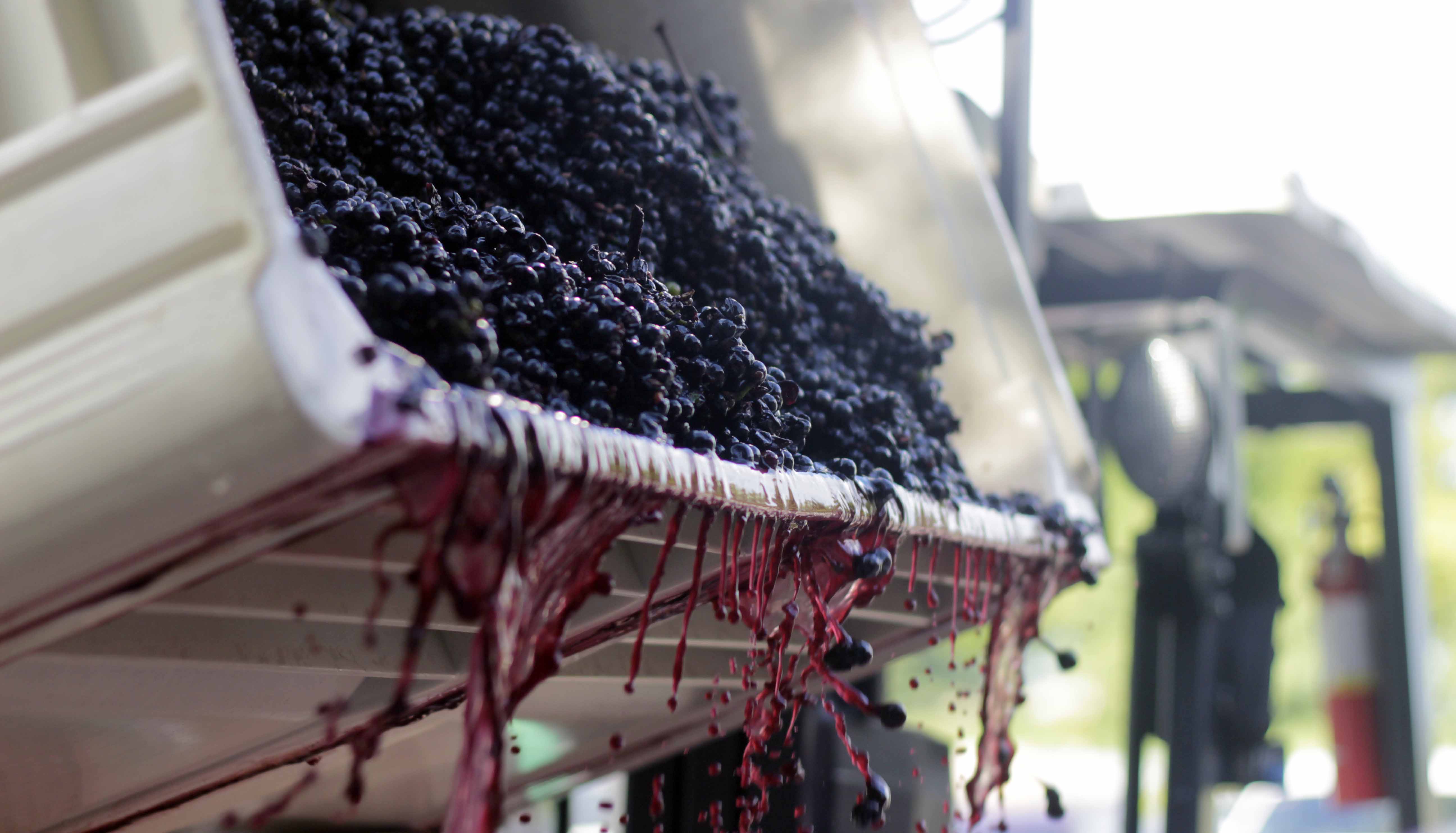 Dark red wine grapes and juice pour into the destemmer after harvest