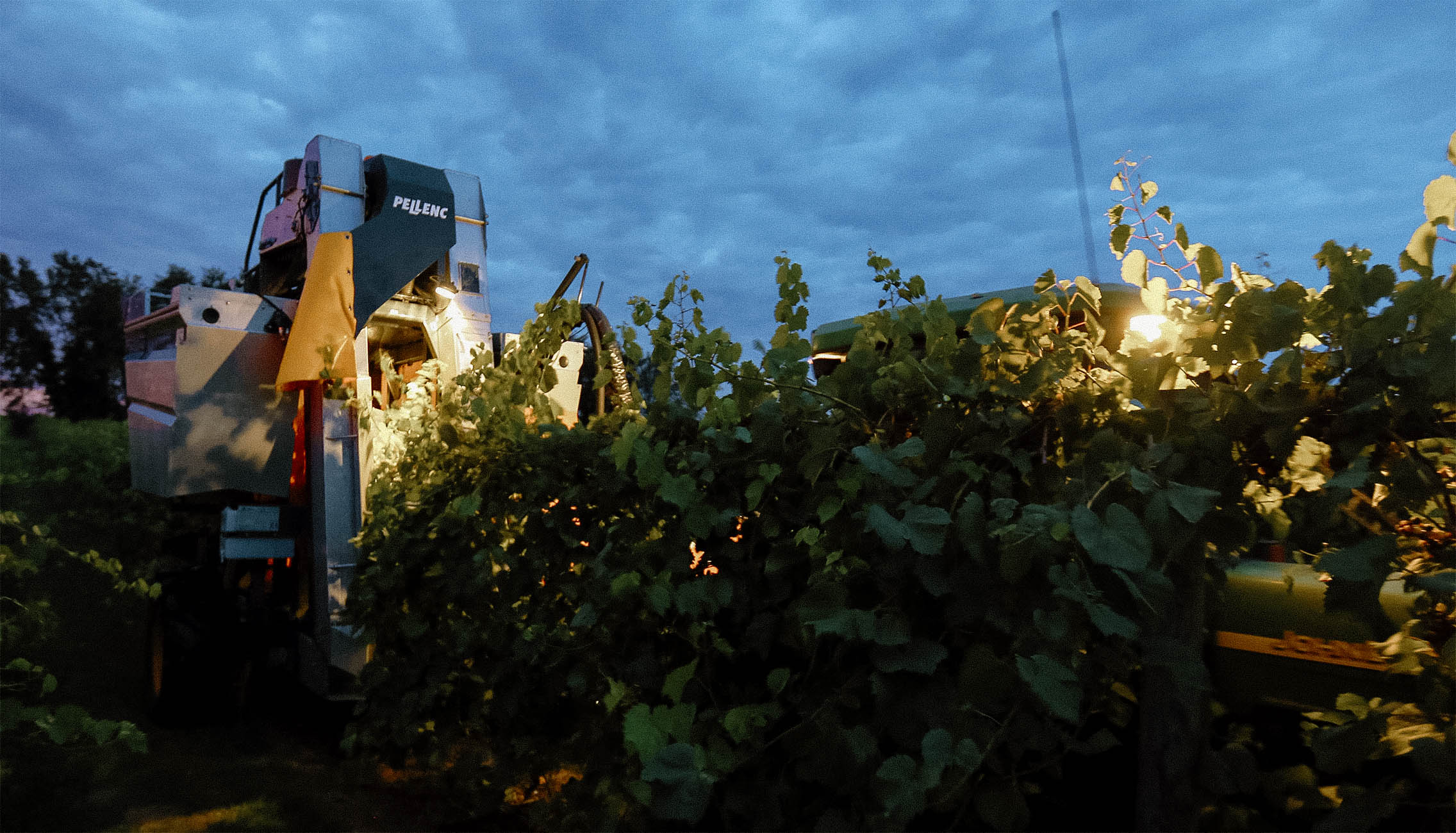 Mechanical harvesting before dawn for optimal flavor.