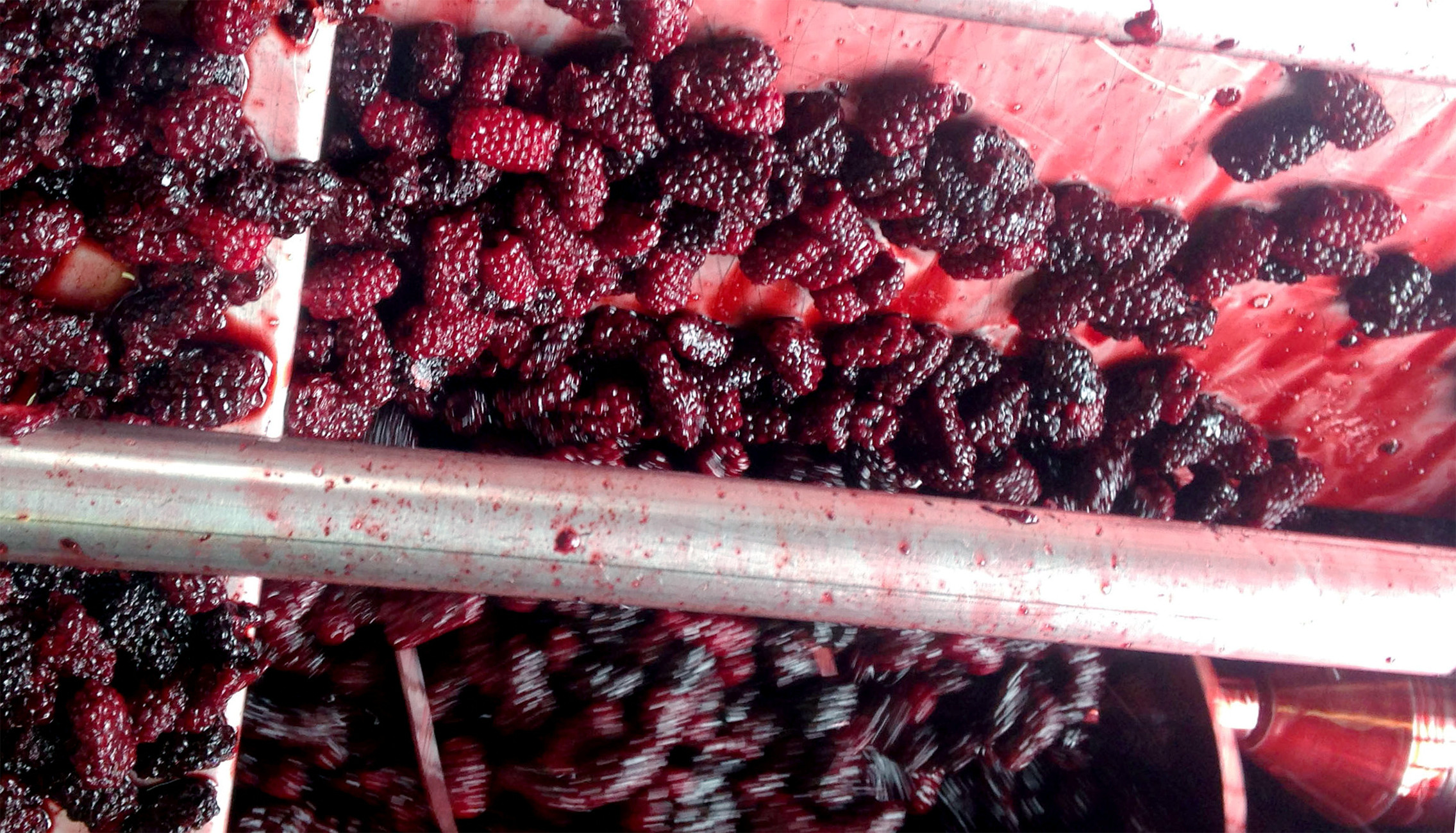 Marionberries, the blackberry varietal used in our best-selling Blackberry Wine, during crush.