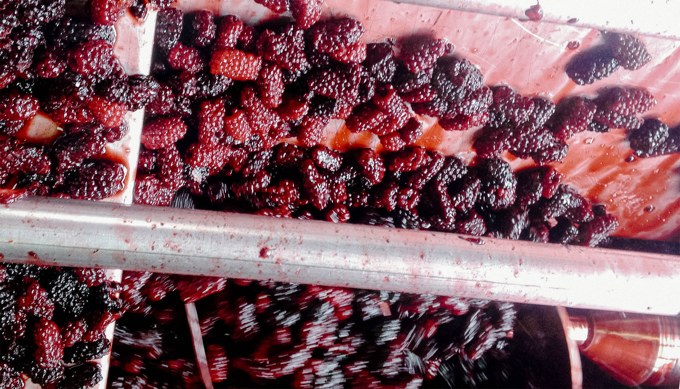 Marionberries, the blackberry varietal used in our best-selling Blackberry Wine, during crush.