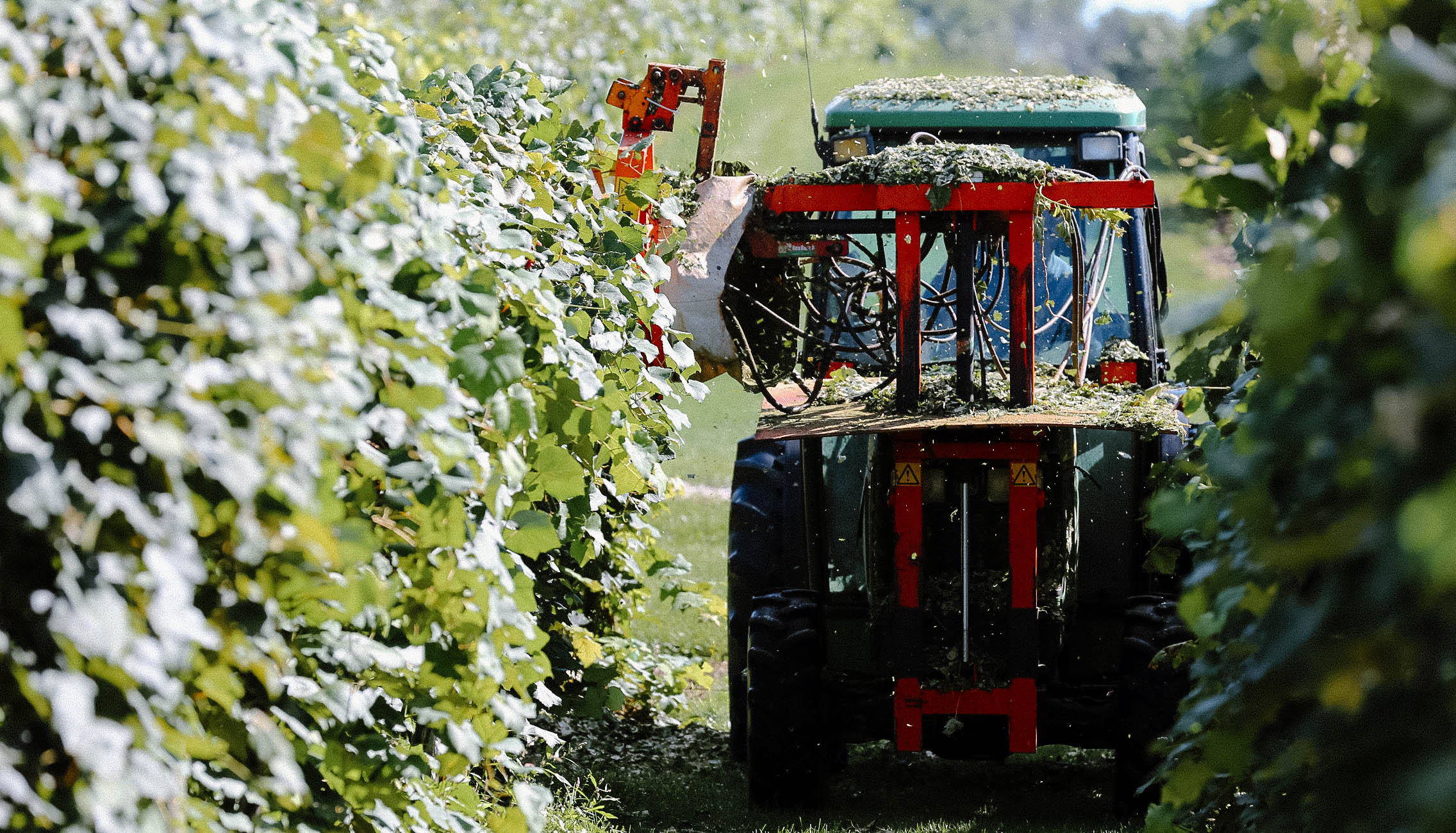 Harvest at Creekbend Vineyard.