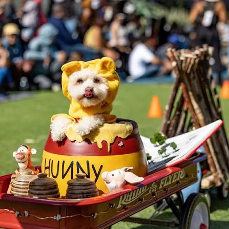 A small white dog in a yellow bear costume sits inside a red and yellow honey pot on a Radio Flyer wagon at an outdoor pet costume contest.