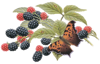Painting of butterfly on blackberries