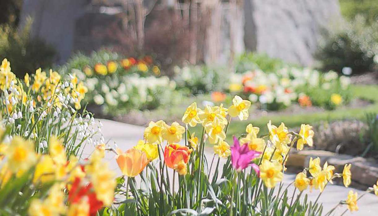 Hundreds of tulips and daffodil flowers bloom during the spring at Oliver Winery