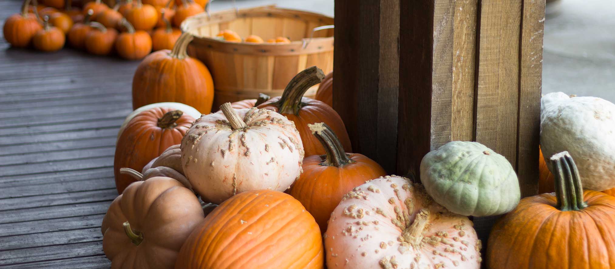 Pick a pumpkin to take home at Oliver Winery, on Sunday, Oct. 27 only.