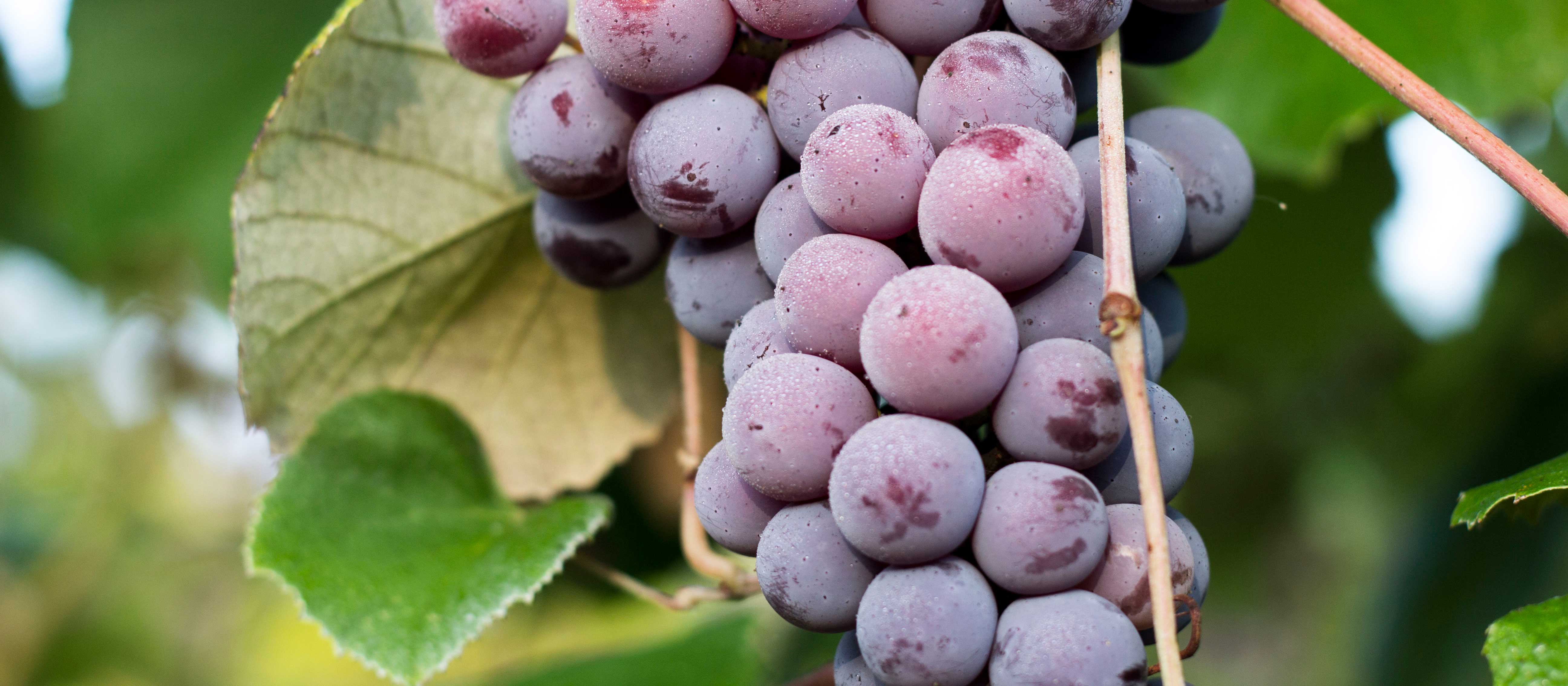 On Sunday, September 15, sample Catawba grapes from the vine during our free weekend tour experience.