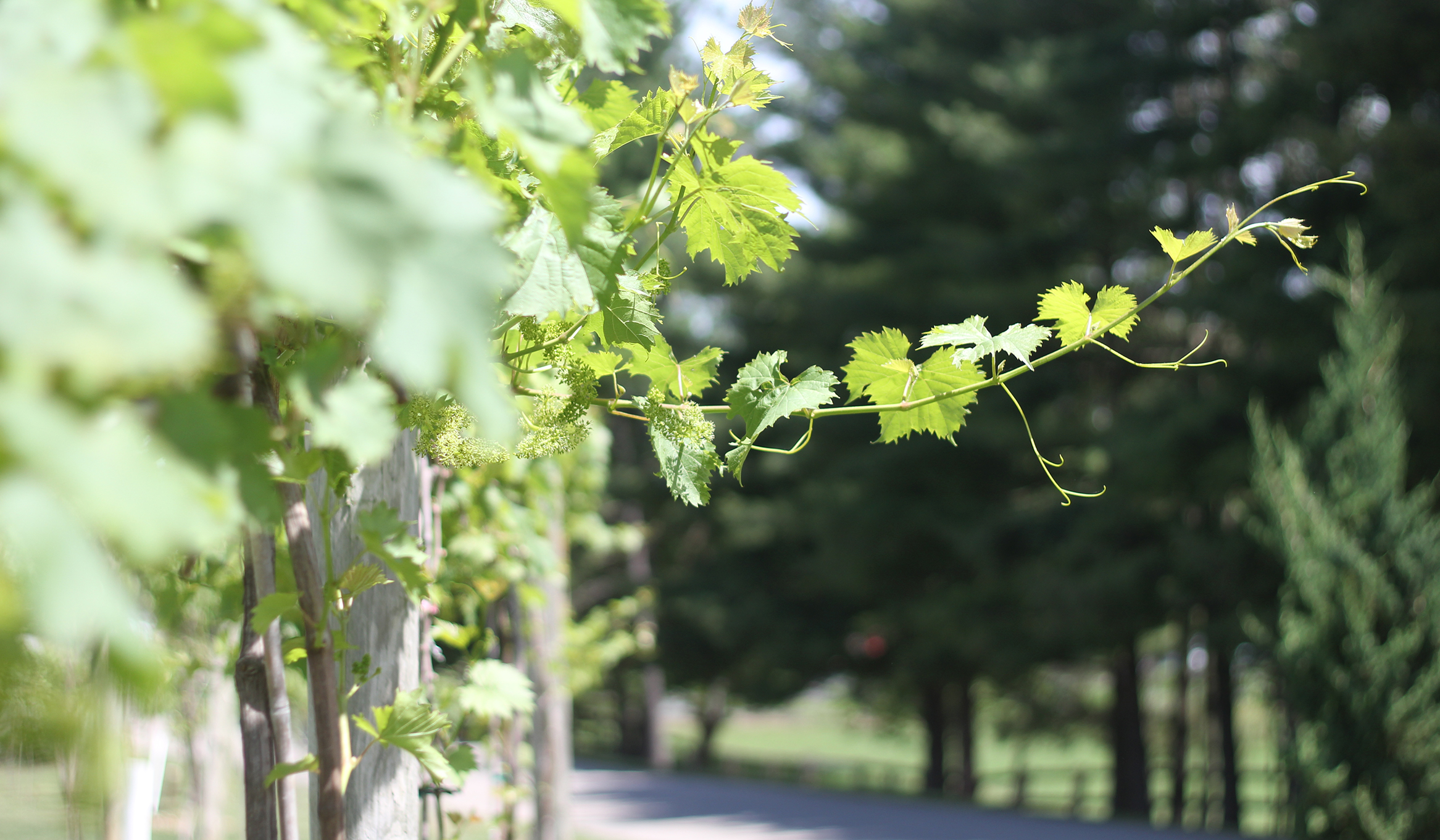 Spring vines at the Oliver Winery vineyard in Indiana