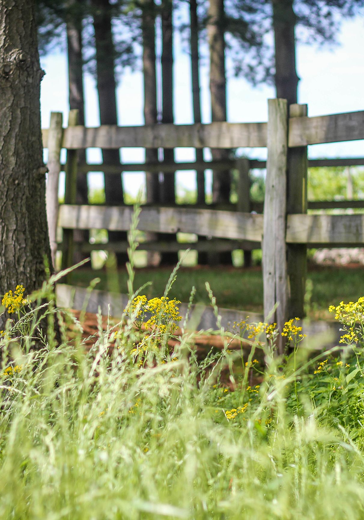 Spring in the vineyard