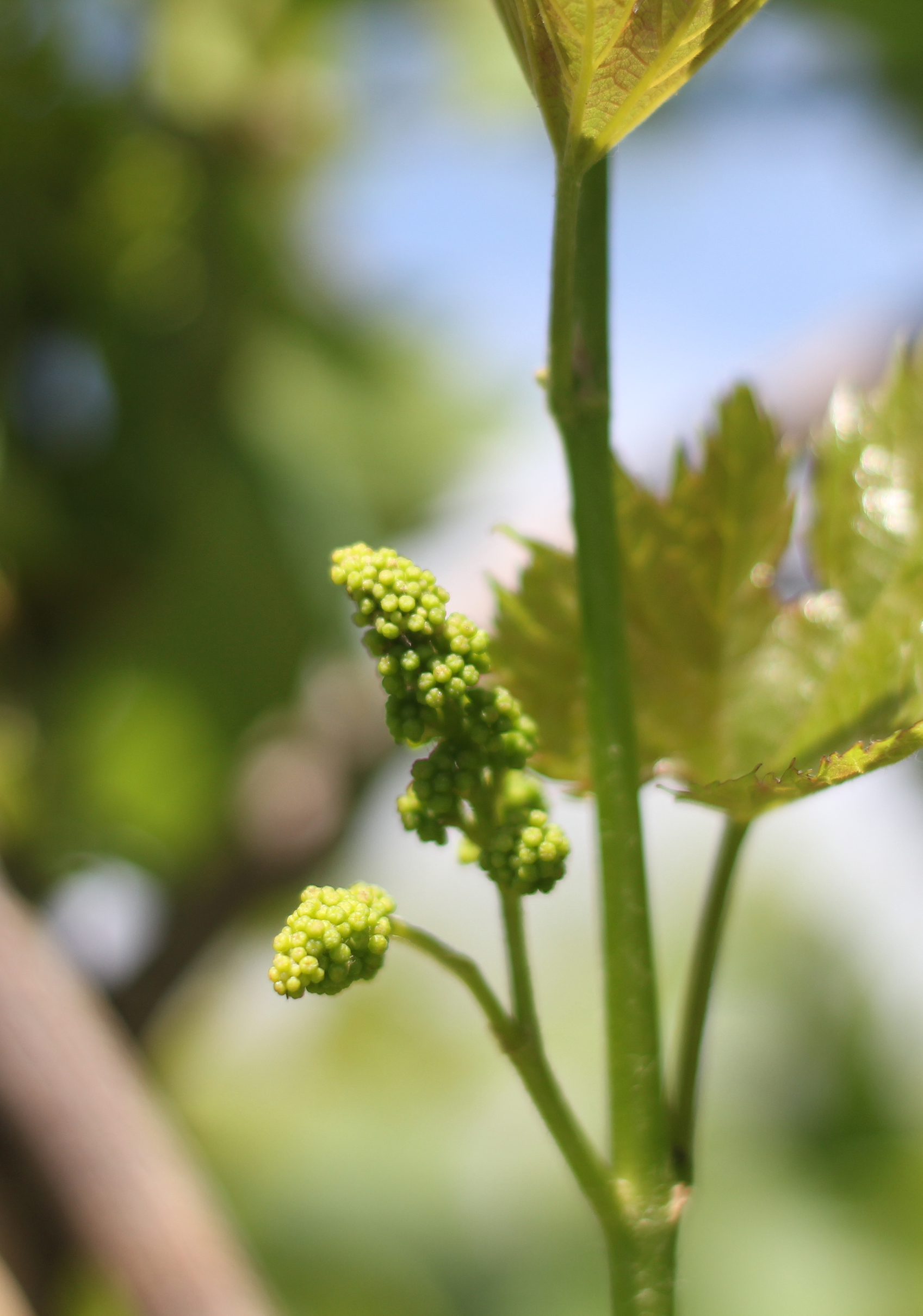 Spring bud bloom in the vineyard