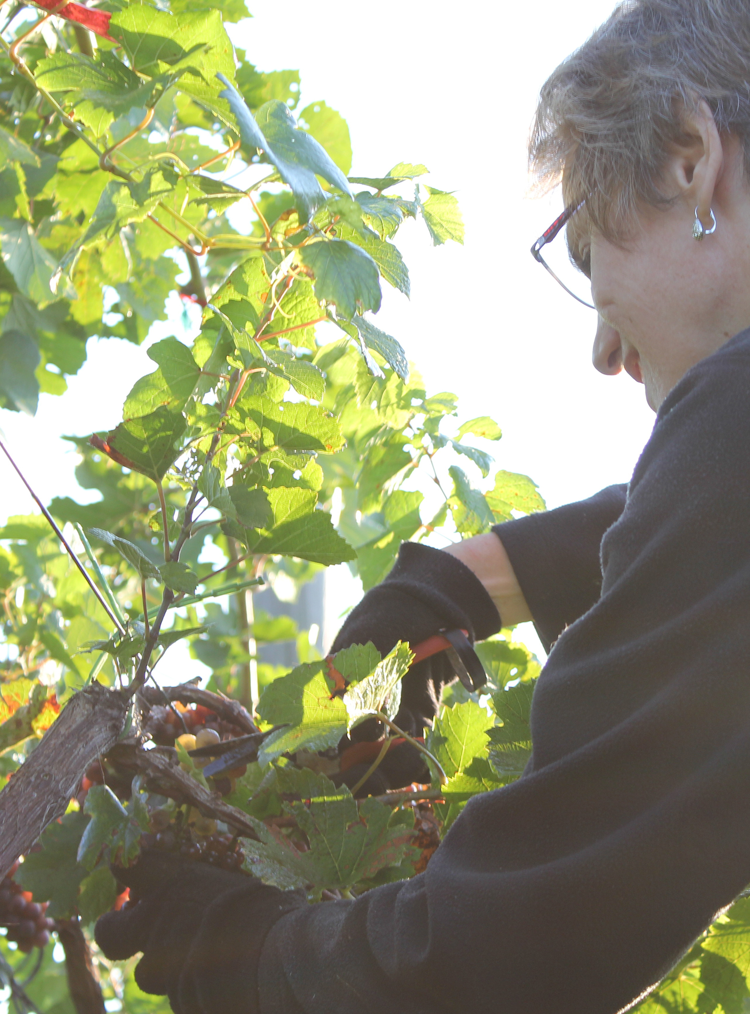 Pinot Grigio being hand-harvested by President Julie Adams at Creekbend Vineyard