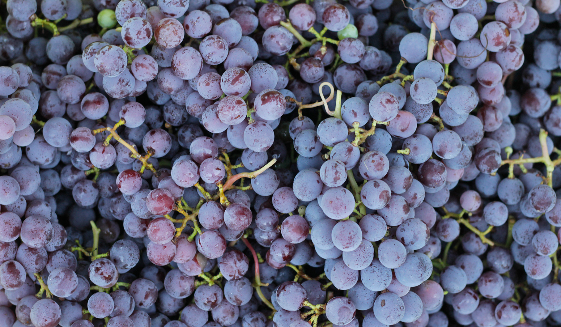 California red wine grapes from steve borra
