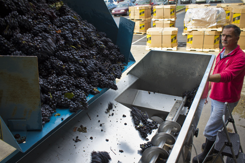Crushing grapes from Borra