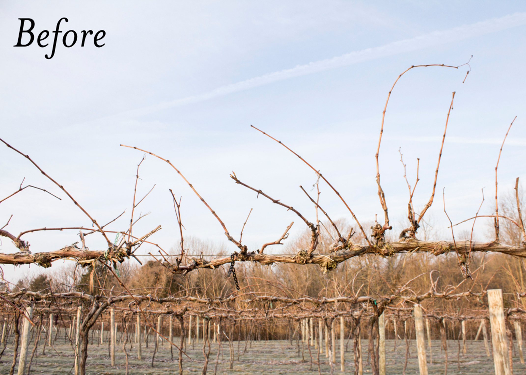 Before photo of the catawba vines