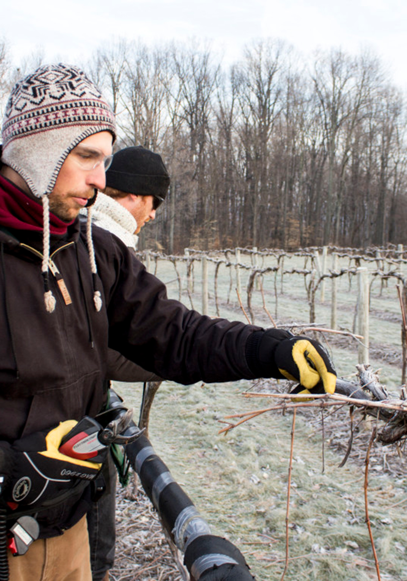 creekbend catawba pruning