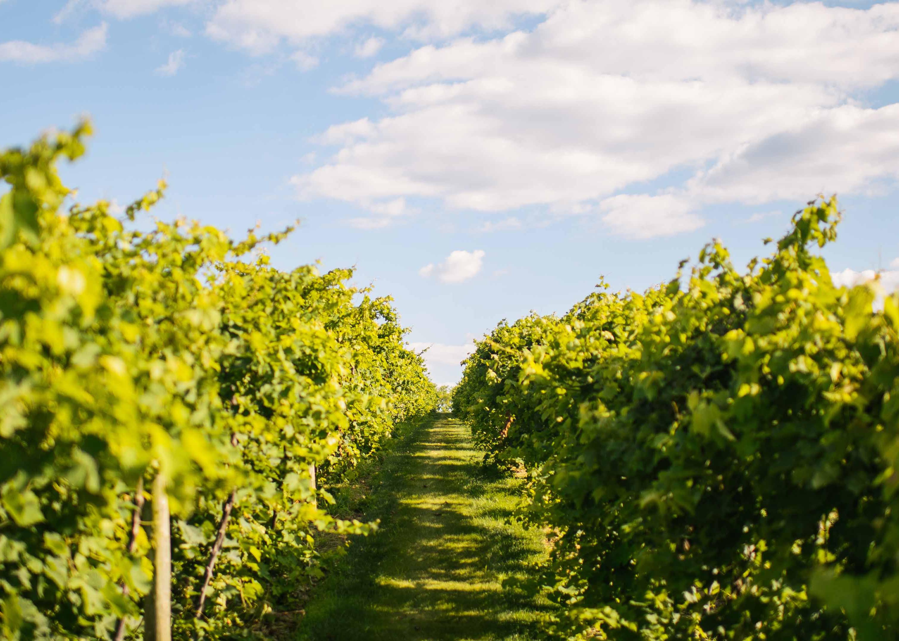 Beautiful vineyard row at Creekbend Vineyard