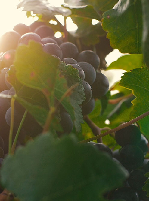 Creekbend Vineyard