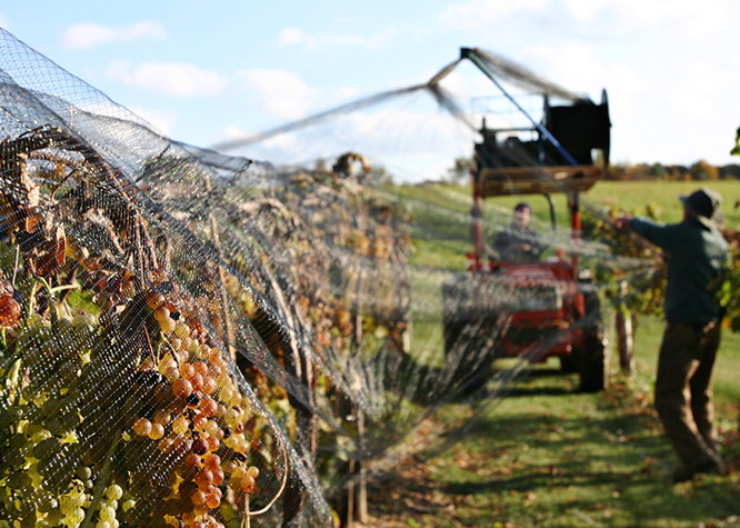 Harvesting the grapes at Creekbend Vineyard.