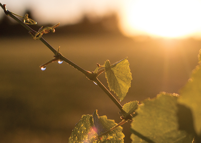 Morning dew on the delicate grape vines.