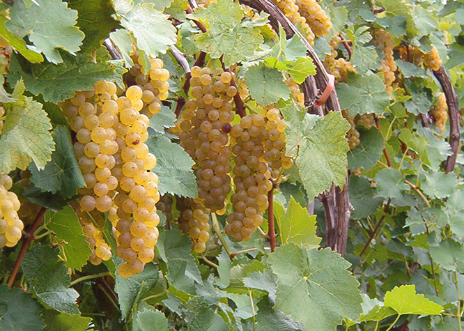 Vidal on the vine.