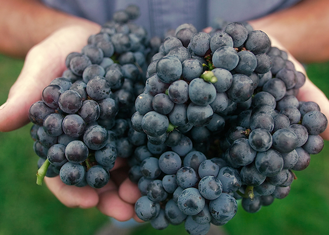 Holding the grapes acquired during harvest.