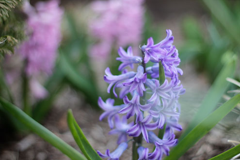 Hyacinths in bloom at Oliver Winery's Tasting Room