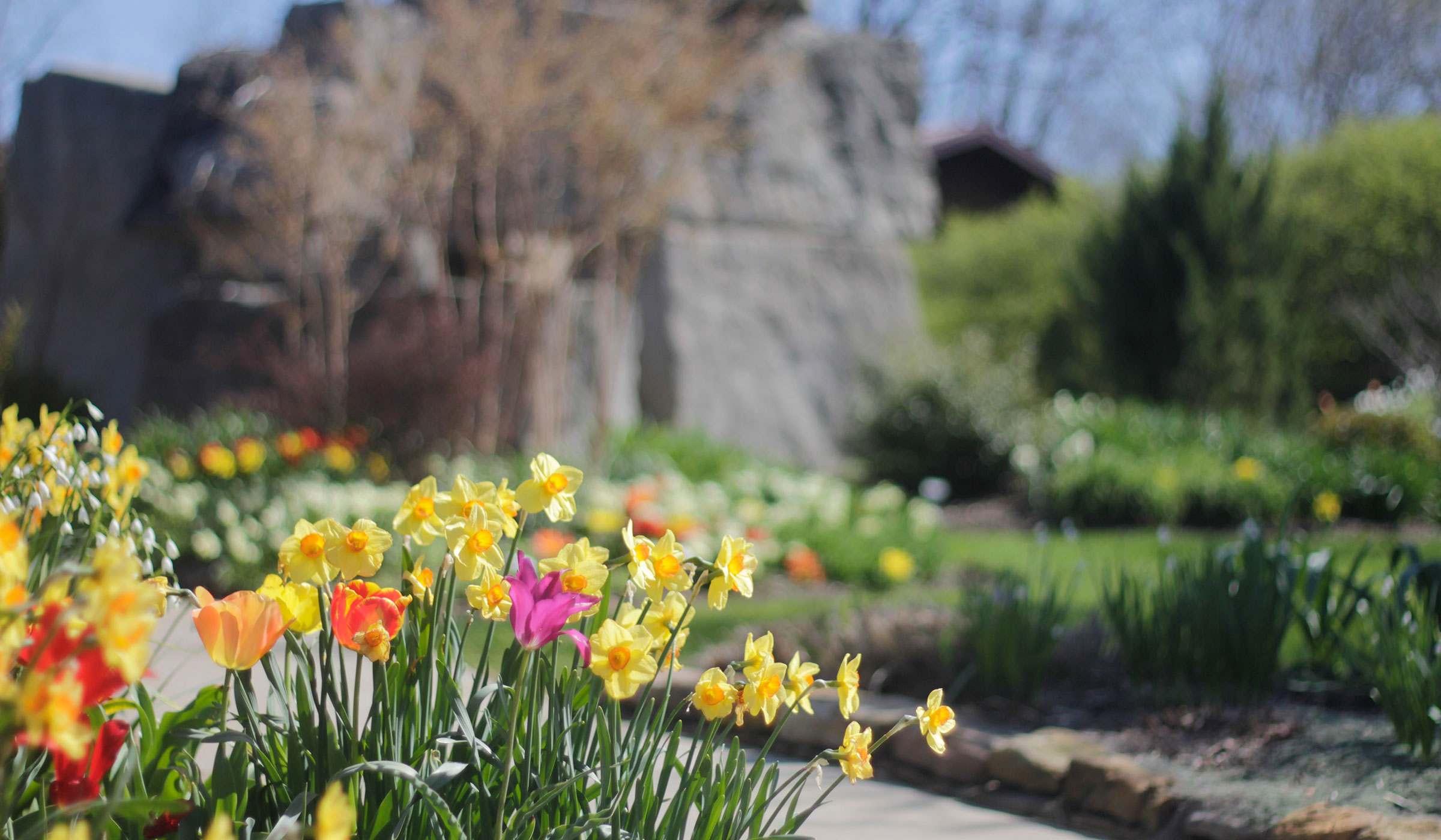 Oliver Winery's Tasting Room with spring daffodils and tulips in bloom.
