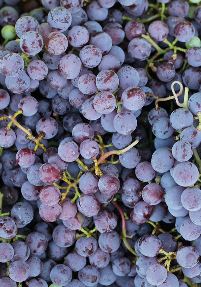 Oliver Winery Concord grapes at harvest time