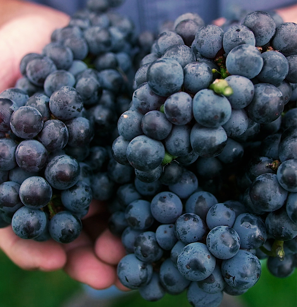 Hands hold clusters of harvested grapes