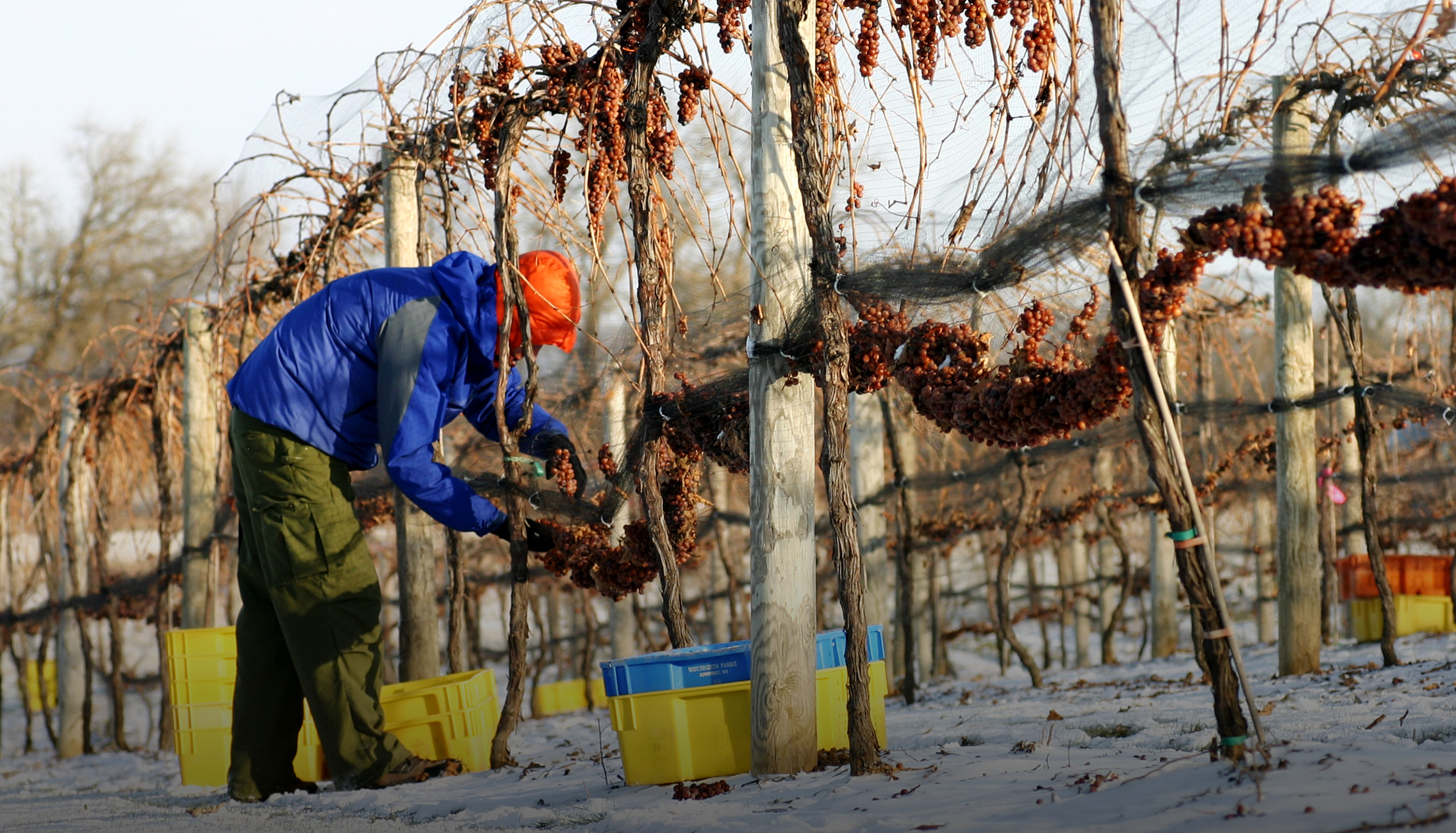 Harvesting frozen Vidal Blanc for ice wine