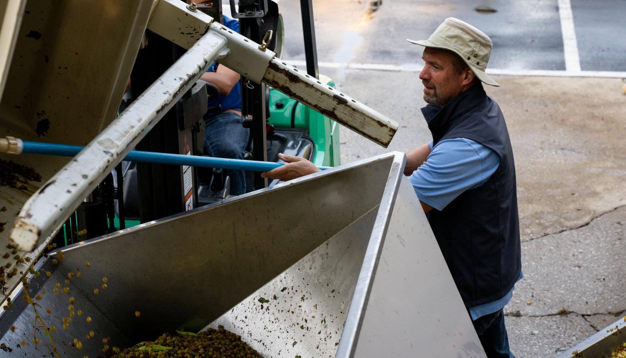 Winemaker Rob Warren helps with Vidal Blanc harvest.