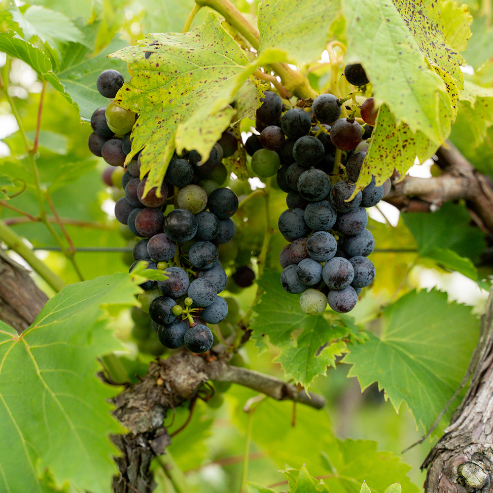 Creekbend Chambourcin grapes on the vine