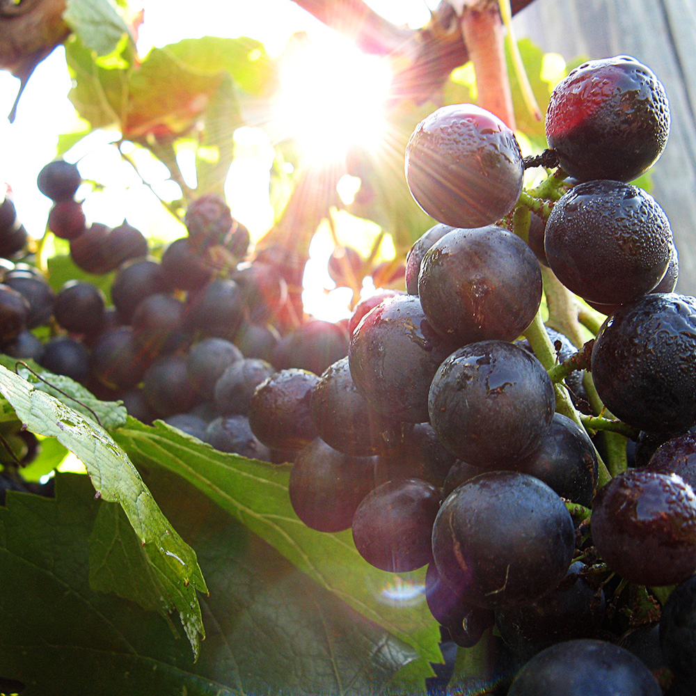 Creekbend Chambourcine grapes on the vine