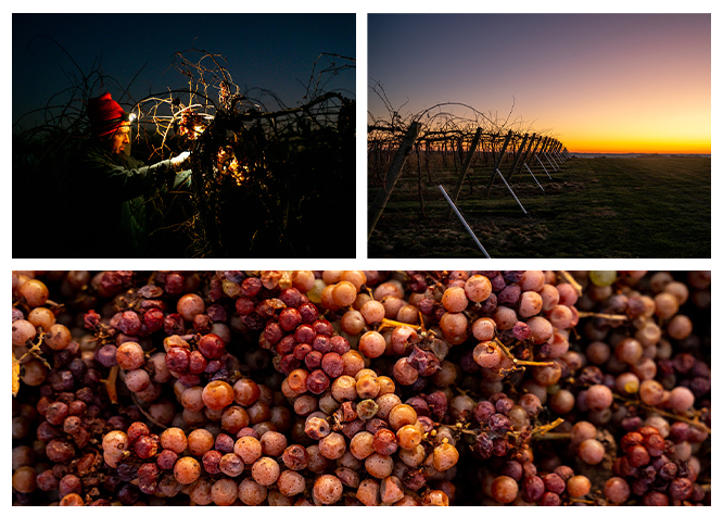 Creekbend Vineyard during an early morning harvest of Vidal Blanc in late November.
