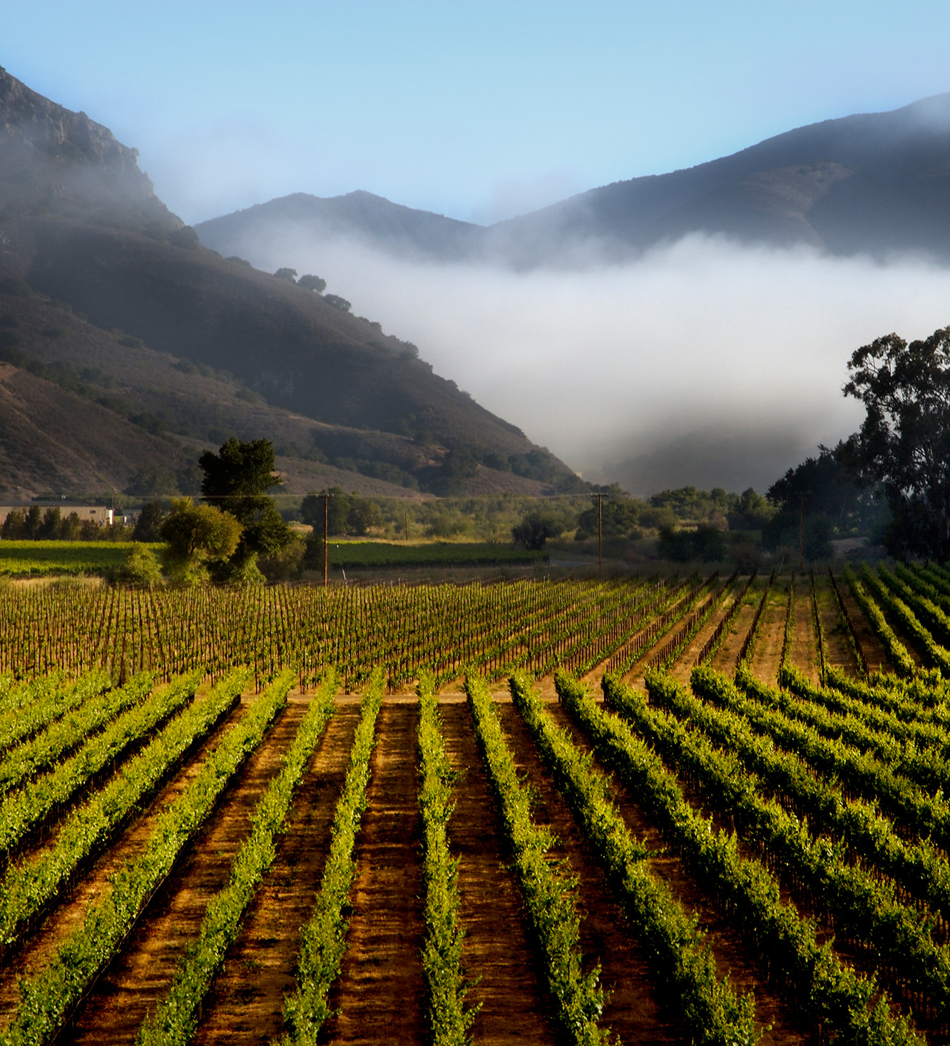 Pinot Noir Vineyards