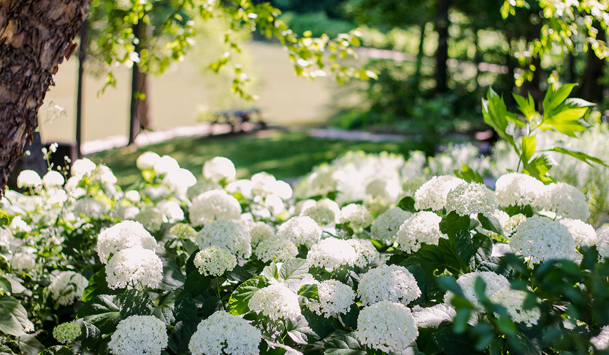 White hydrangeas in bloom under a tree's shade, some dappled in sunlight