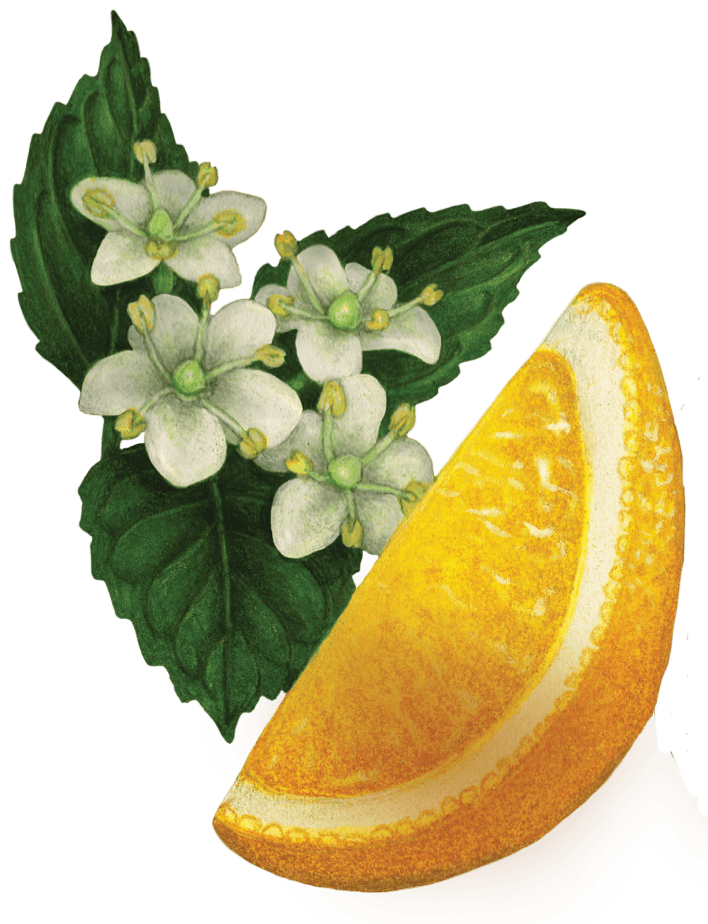 Lemons and blossoms