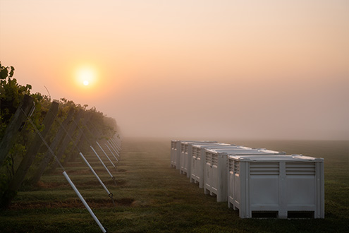 Sunrise on an early harvest morning at Creekbend Vineyard