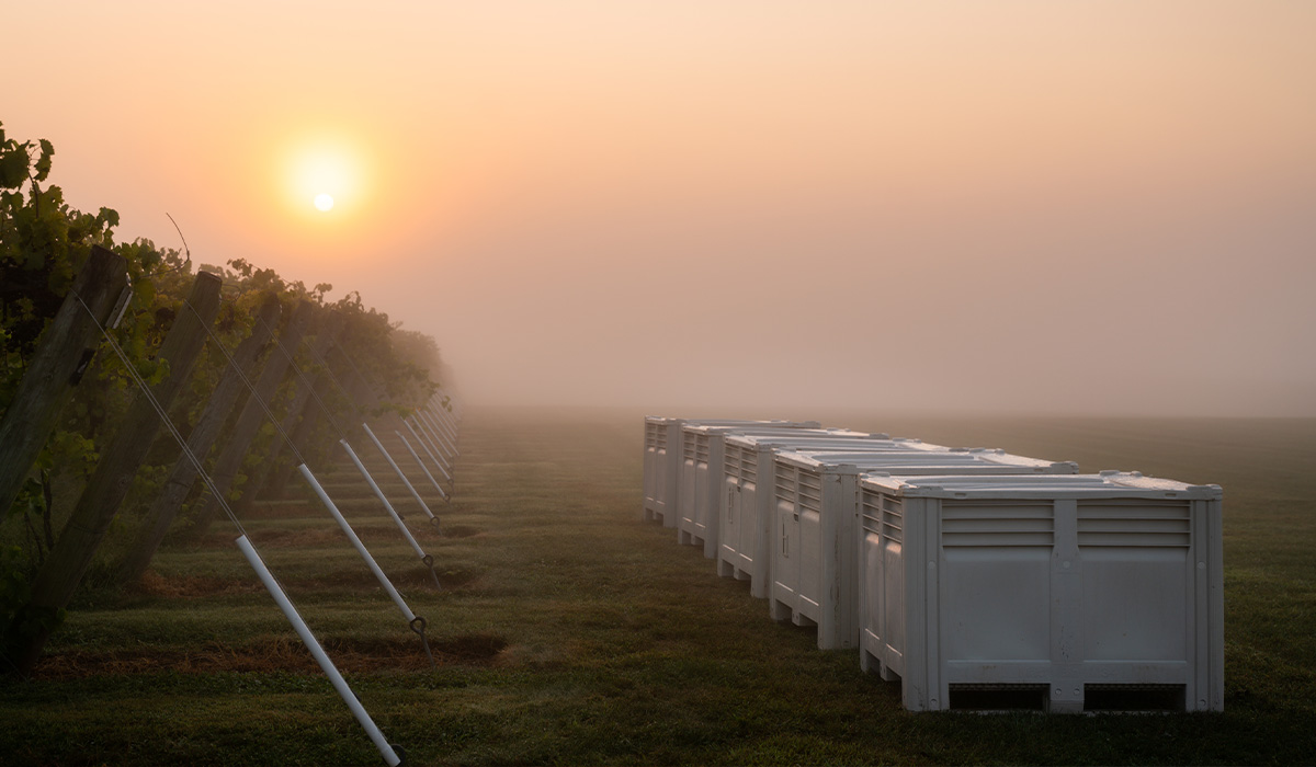 Sunrise on an early harvest morning at Creekbend Vineyard