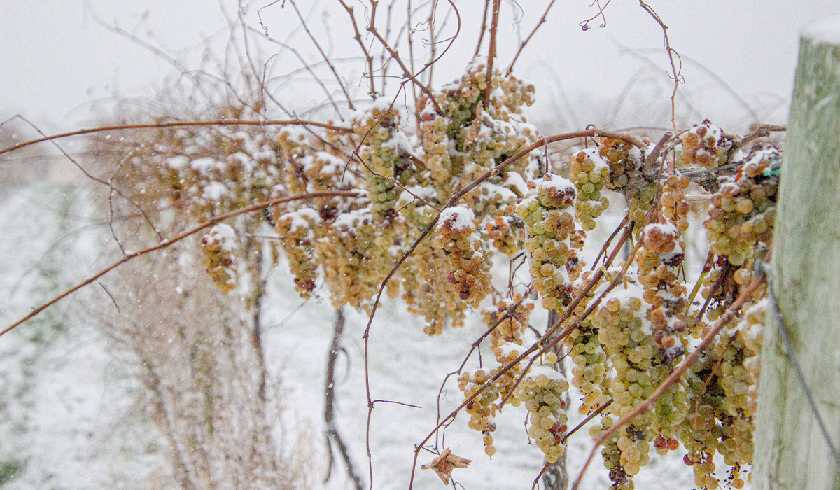 Snowy, late harvest grapes on the vine at Creekbend Vineyard