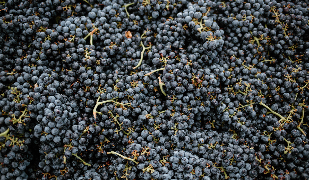 Merlot grapes ready to crush at harvest for our Casse-Tête wine.