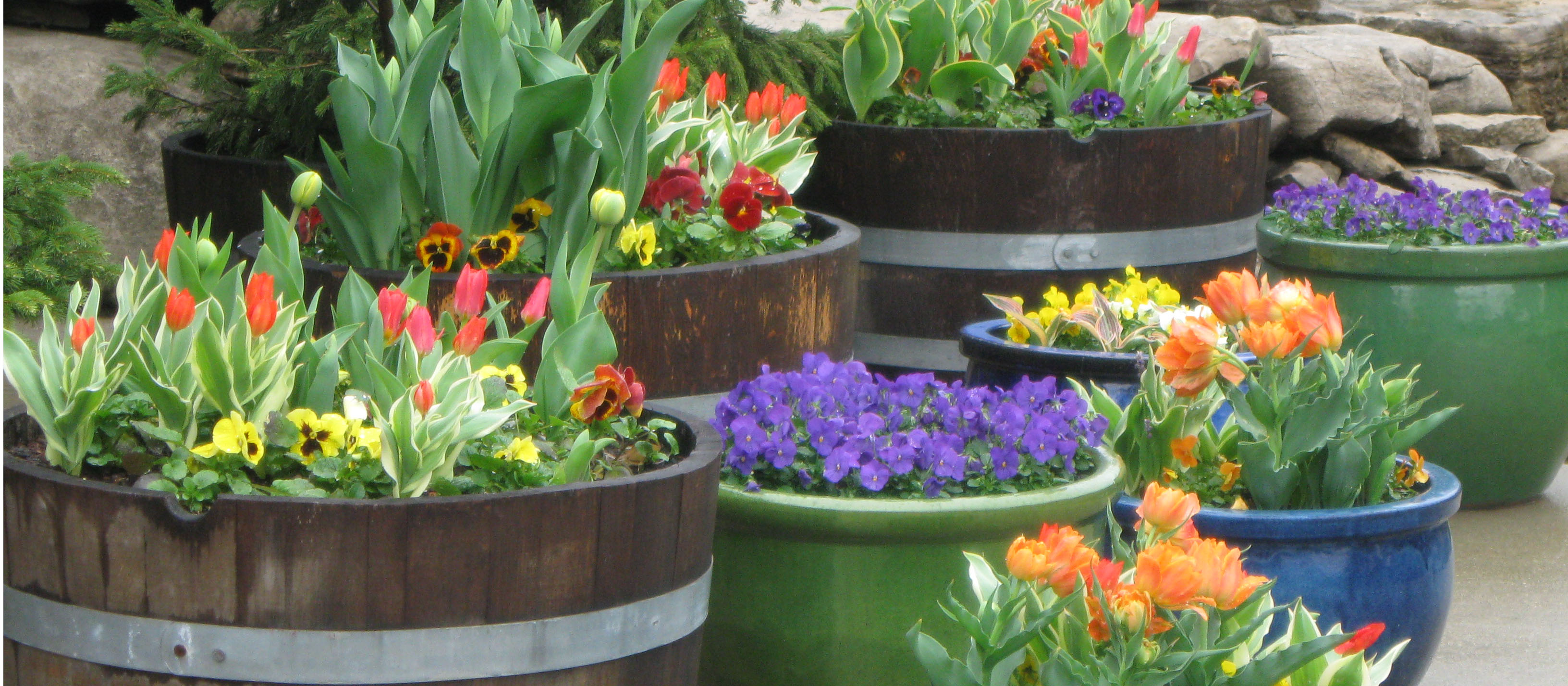 Containers full of beautiful spring flowers at Oliver Winery.