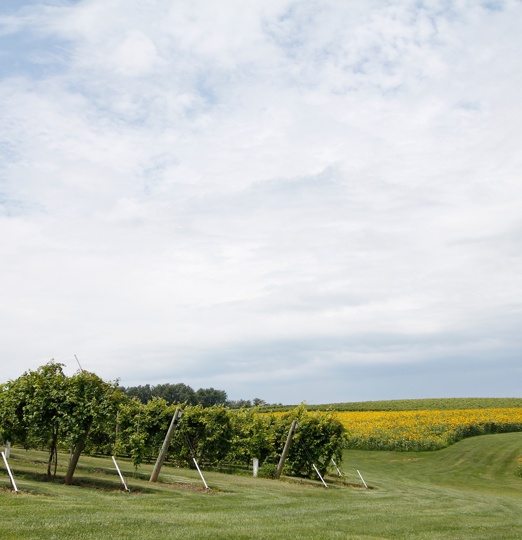 Creekbend Vineyard