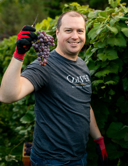 Work side by side with great people at Oliver Winery. We get to do things like hand harvest grapes in the fall, as pictured here.  