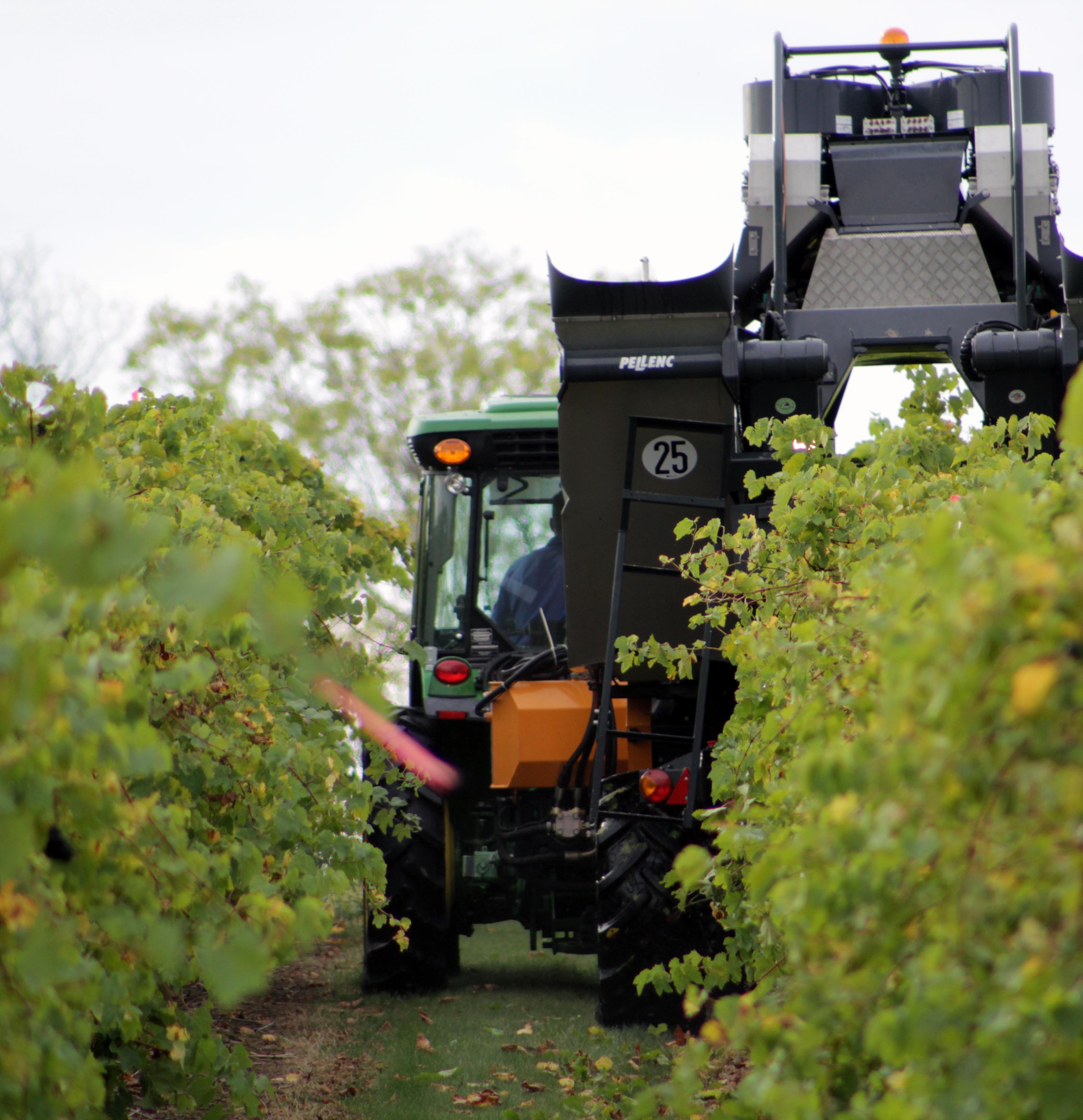 Mechanical harvester gathers fruit from Oliver Winery's Creekbend vines.